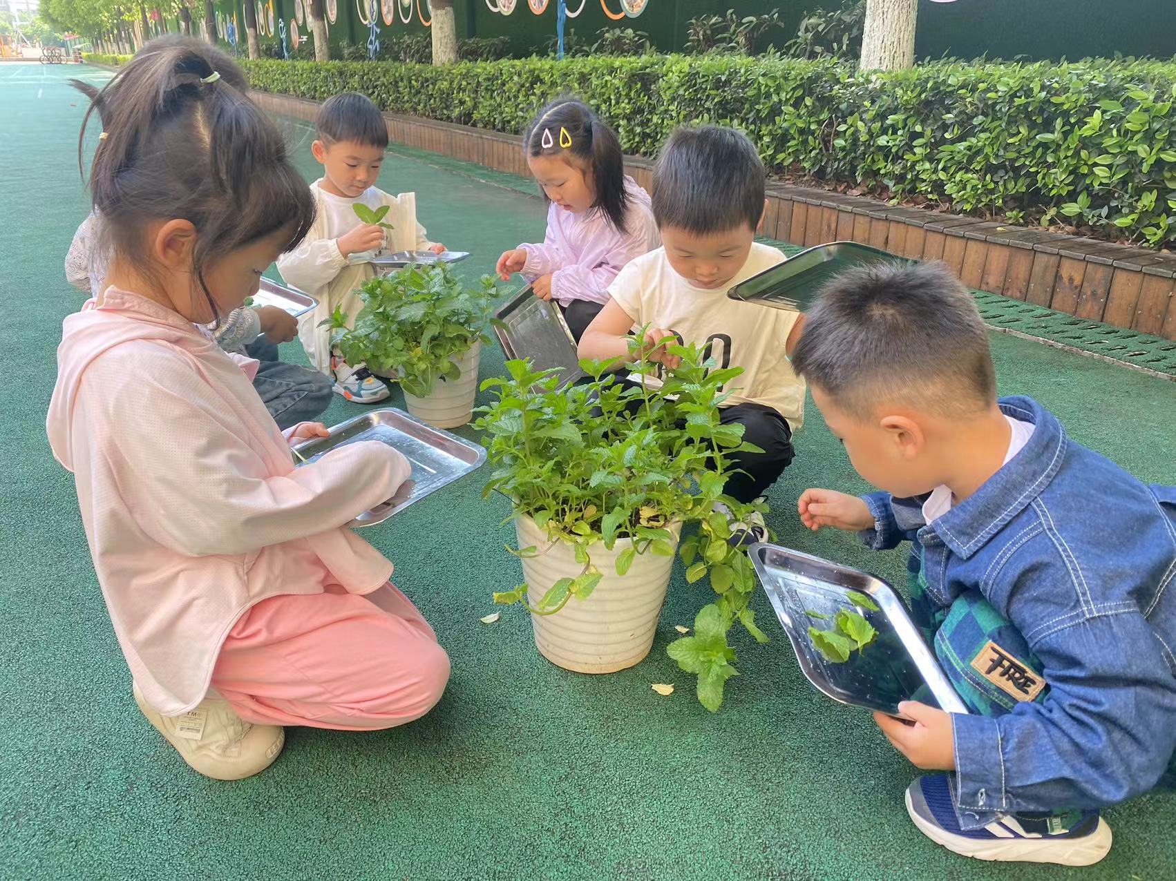 采茶